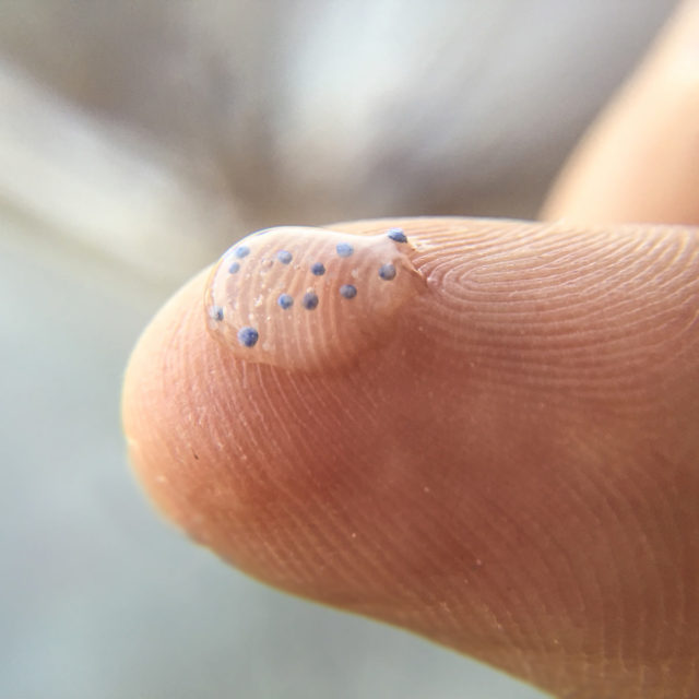 Microbeads. Image credit: MPCA Photos on Flickr. Used under Creative Commons.